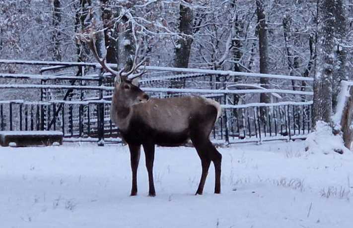 Un cerb carpatin de la Zoo Târgu Mureș a murit după ce a înghițit mănușa unui vizitator