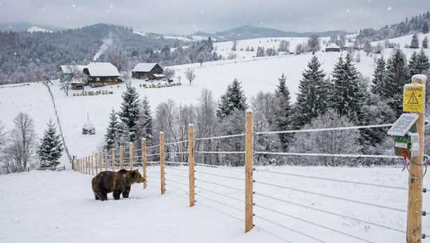 România instalează garduri electrice anti-urși în localitățile cu risc. Investiție de aproape 25 de milioane de lei