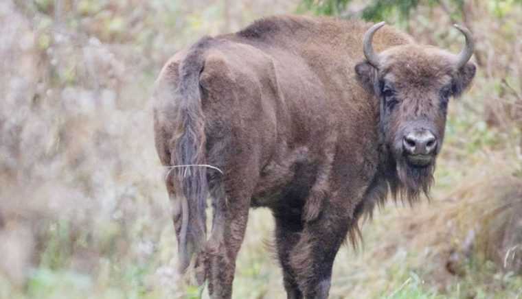 Zimbru relocat de la Brăduleţ la Nucşoara