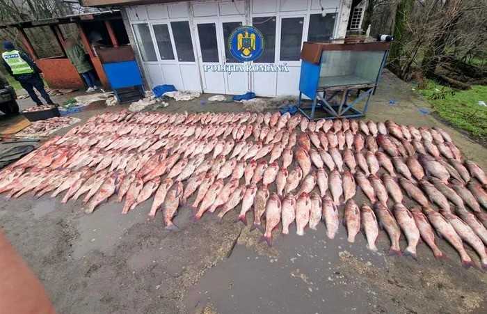 Peste o tonă de peşte, capturată la un control în trafic. Mașina avea numere false