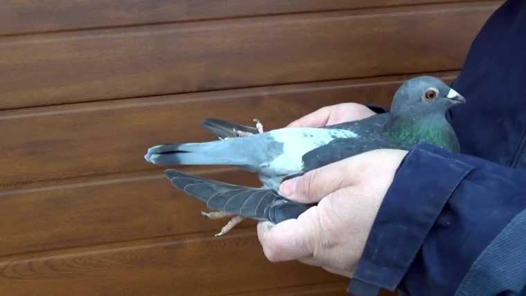 Bătrân de 89 de ani jefuit prin metoda „porumbelul”