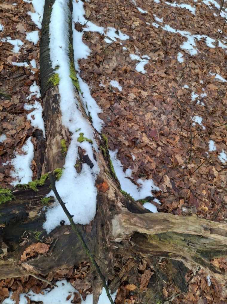 Tăierile de la Băile Felix. Șeful Gărzii Forestiere: „Nu putem vorbi despre un jaf forestier clasic, dar au existat nereguli clare”