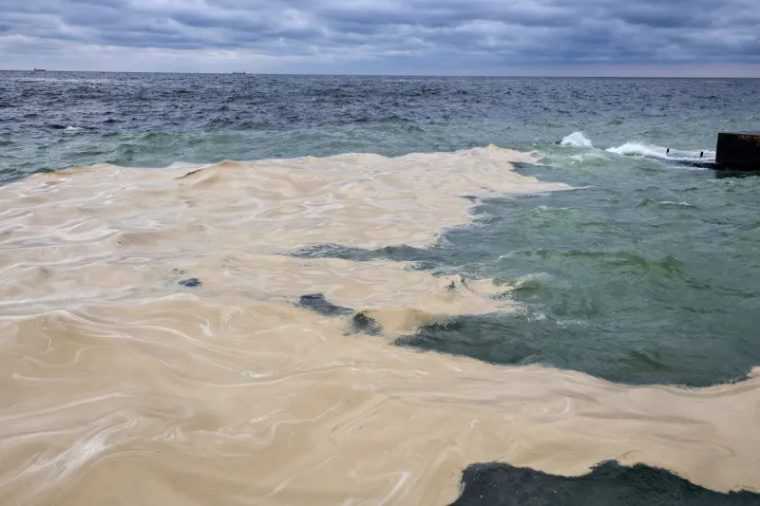 Dezastru ecologic în Marea Neagră: mii de păsări moarte după o scurgere toxică provocată de un atac cu drone