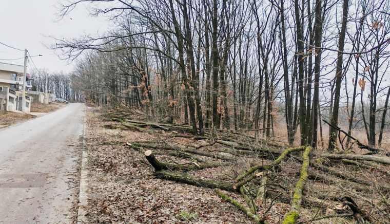 Toaletări sau defrişări în Piteşti?