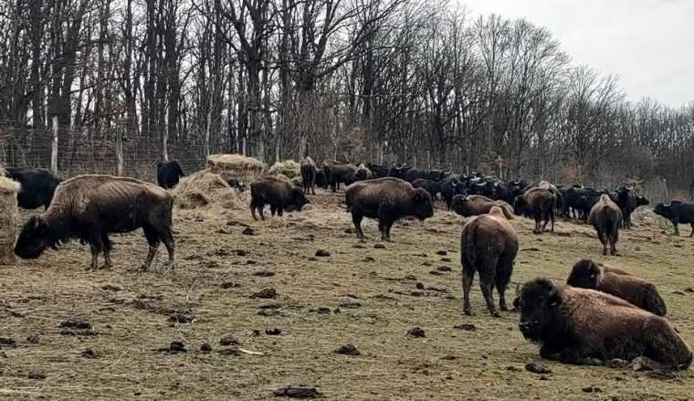 Moartea misterioasă a peste 200 de animale la ferma de bizoni din Cluj declanșează o anchetă amplă