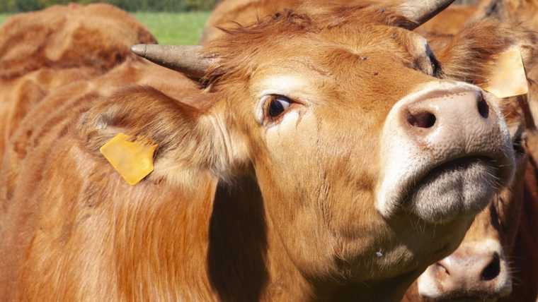 Focar de rabie confirmat în județul Vrancea