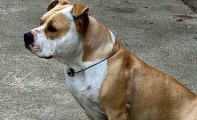 Amstaff