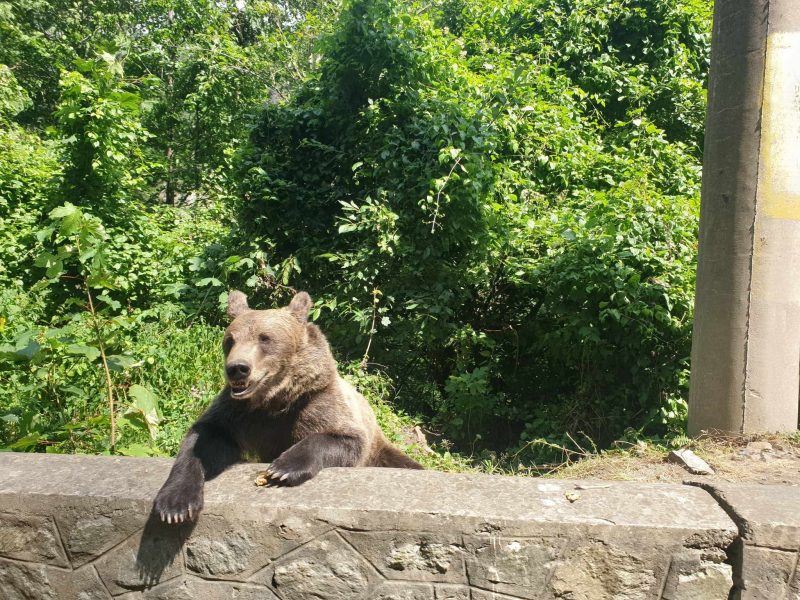 ursa-Transfagarasan