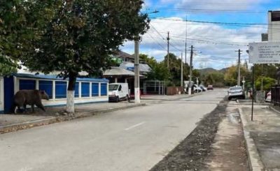 urs-campina-ai